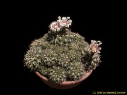 Gymnocalycium spec. 353